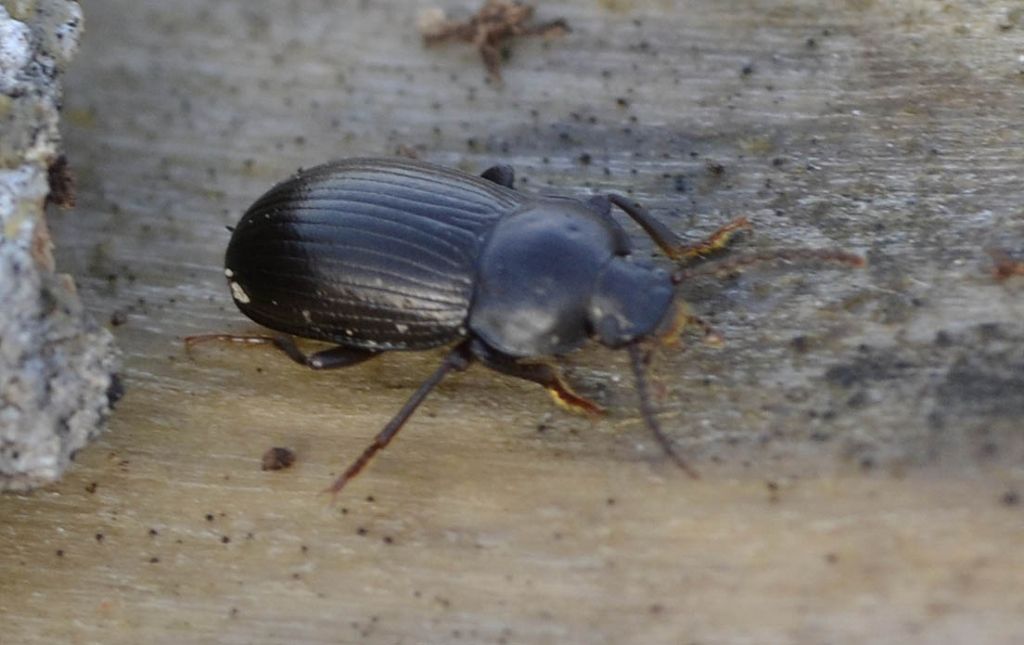 Nalassus sp. Tenebrionidae
